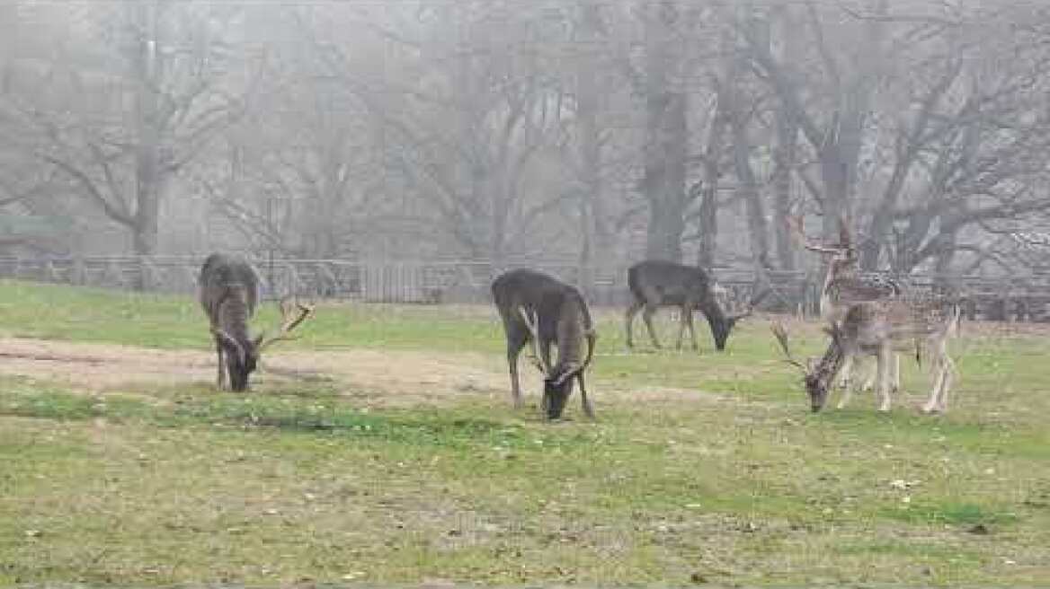 πάρκο ελαφιών Αγίου Δημητρίου