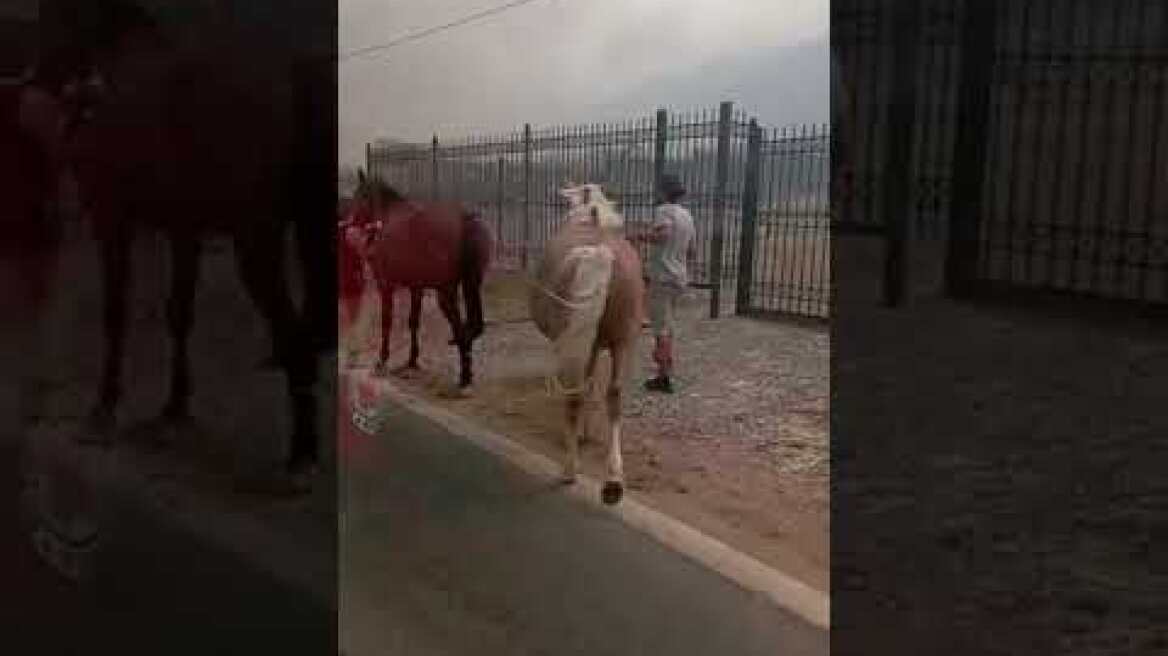 Οι εθελοντές του Ελληνικού Ερυθρού Σταυρού στην πρώτη γραμμή της μάχης με τις φλόγες στον Κουβαρά