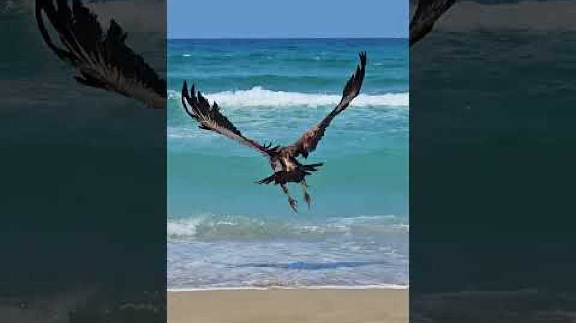 Όρνιο Γεωργιούπολη Χανίων