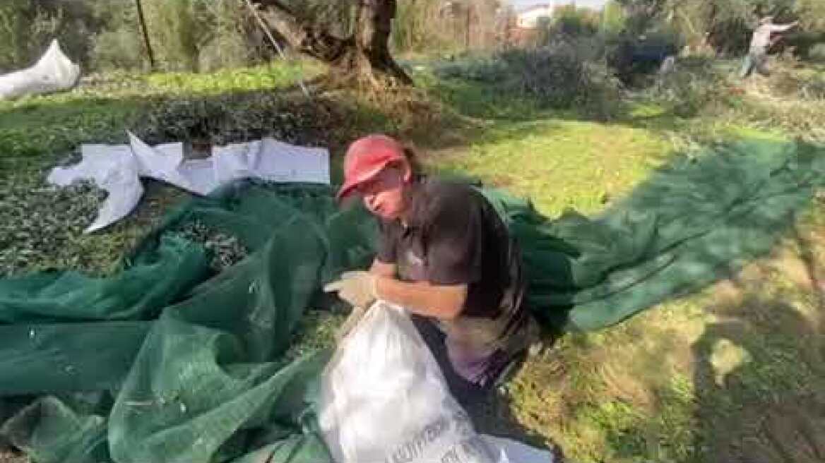 Κλοπές λαδιών: Θύματα από όλη την Ελλάδα μιλούν στο Πρώτο Θέμα (7)