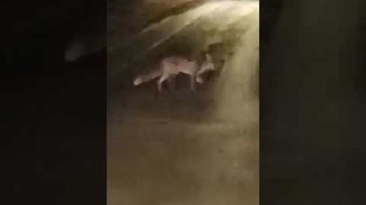 Αλεπού στο Μαρούσι