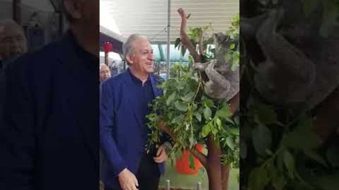 Θύμα «επίθεσης» από κοάλα ο Νίκος Τορναρίτης