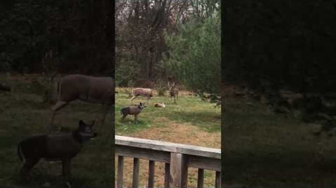 Σε σύγχυση ελάφι που έκανε σεξ με... άγαλμα