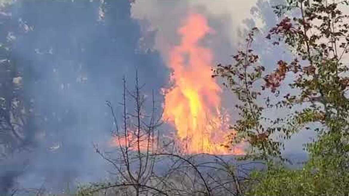 Λευκίμμη Έβρου: Με τα κλαδιά οι εθελοντές - κάτοικοι προσπαθούν να σβήσουν τις φλόγες