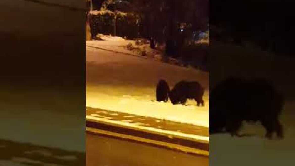 ΑΓΡΙΟΓΟΥΡΟΥΝΑ ΧΙΟΝΙ ΠΑΝΟΡΑΜΑ