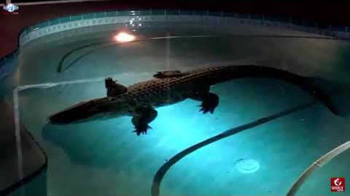 11 foot alligator was found in a Florida family’s swimming pool