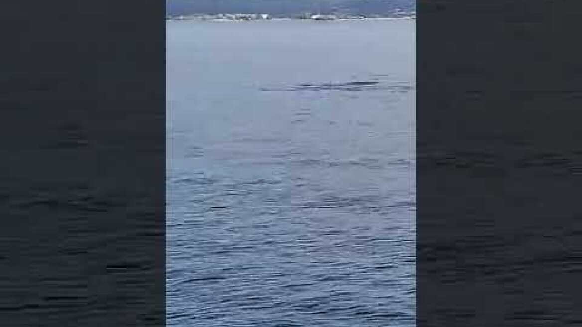 Φώκια στον Ευβοϊκό Κόλπο