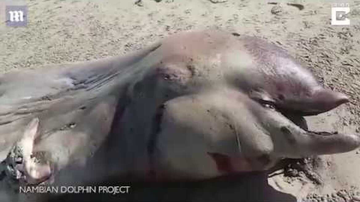 Mysterious sea creature washes up on the beach in Namibia