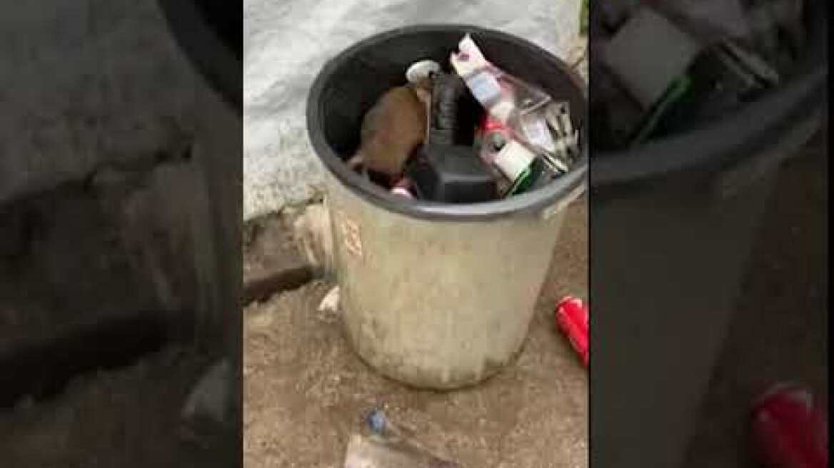 Ποντίκια και φίδια ζώνουν την ΒΙΑΛ