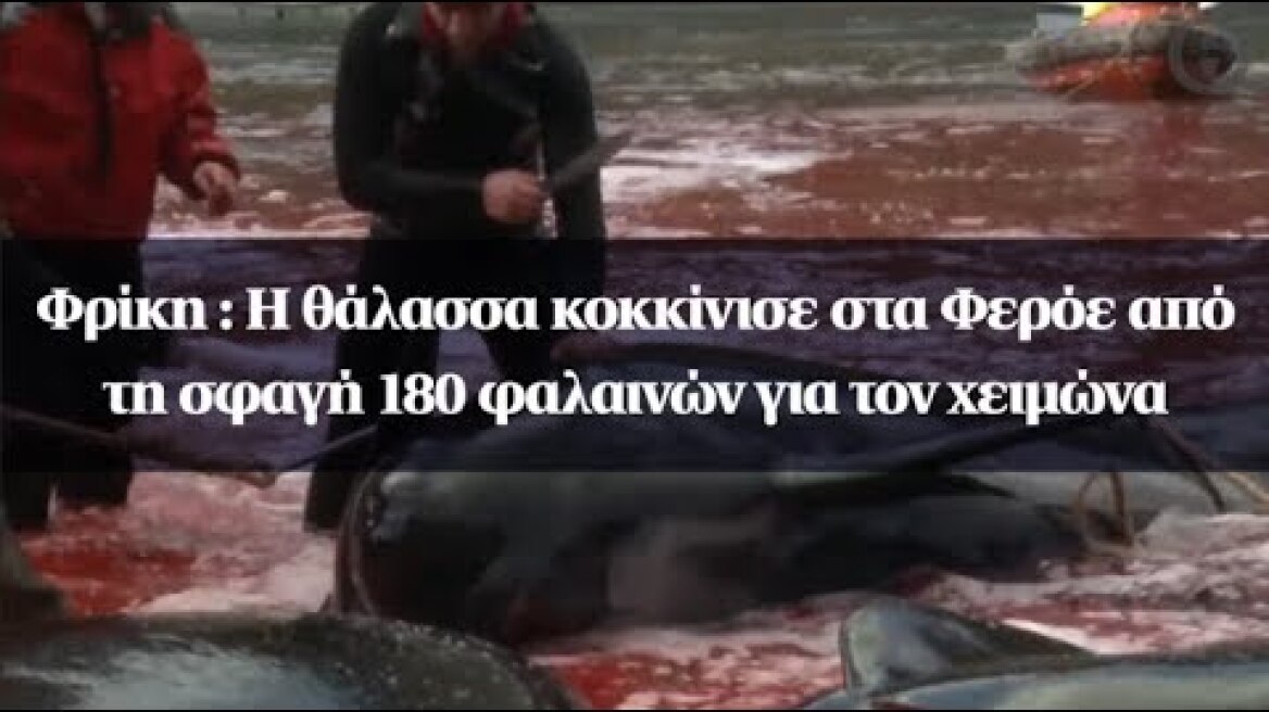 Φρίκη : Η θάλασσα κοκκίνισε στα Φερόε από τη σφαγή 180 φαλαινών για τον χειμώνα