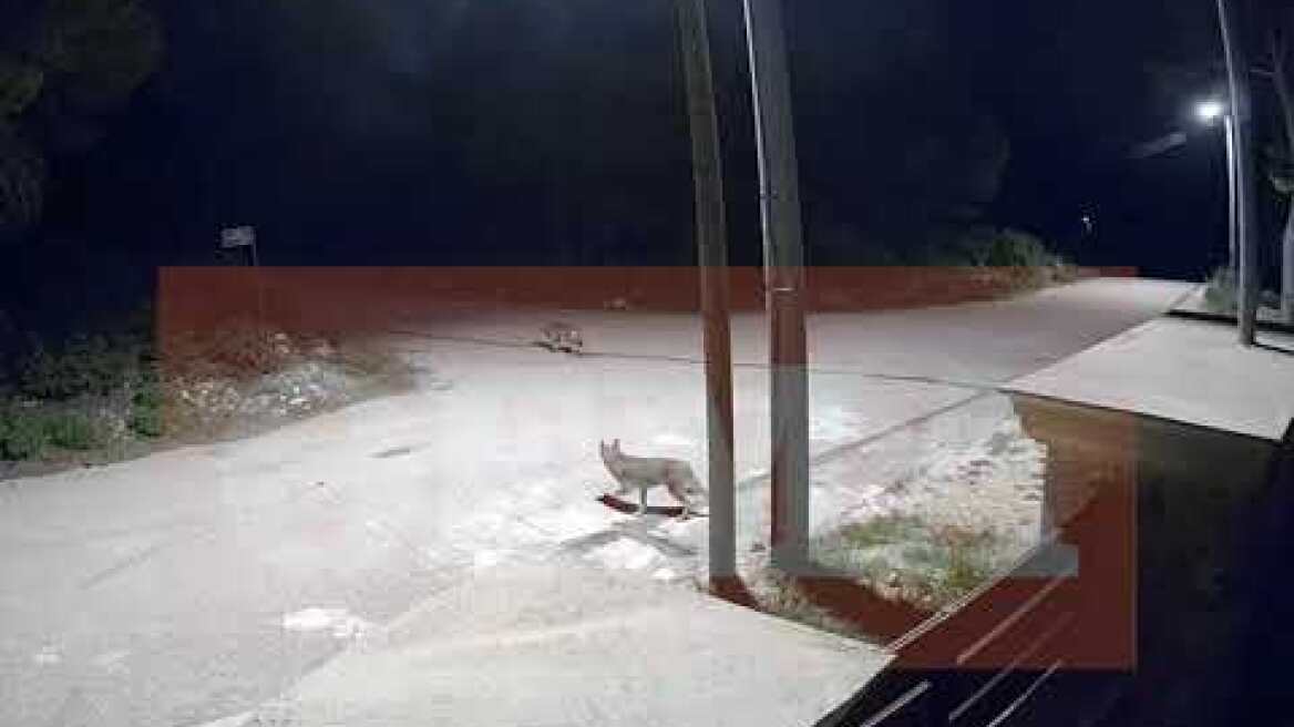 Αγέλη λύκων κάνει βόλτα στην Πάρνηθα