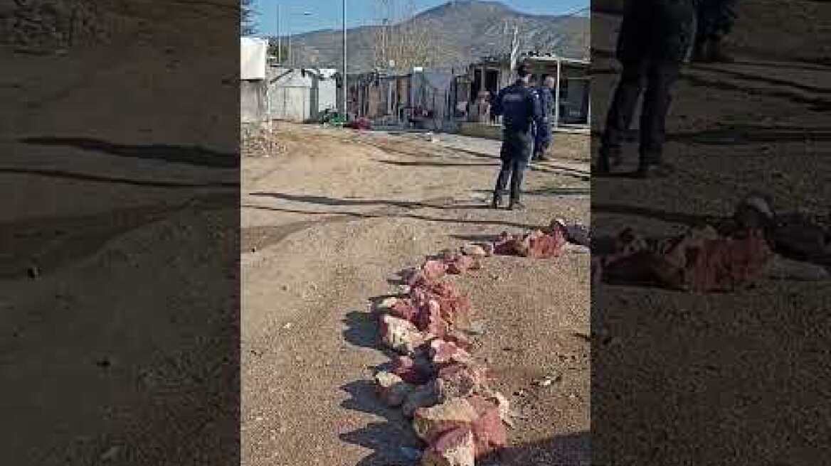 Μεγάλη Αστυνομική Επιχείρηση στα Άνω Λιόσια σε Οικισμό πλησίον  Αμαξοστάσιου   5