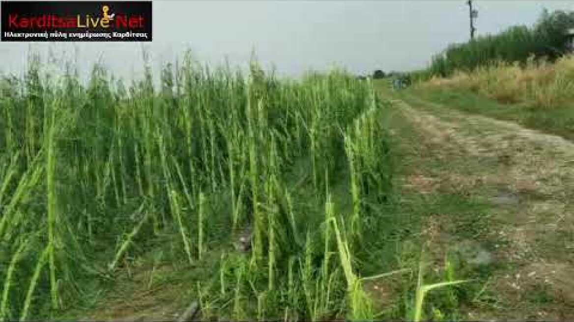 Ζημιές σε καλλιέργειες στον Παλαμά από το μπουρίνι της 18ης Ιουλίου 2021