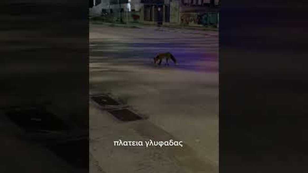 Αλεπού στην πλατεία Γλυφάδας