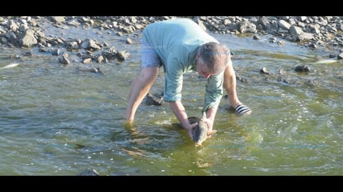 Συγκινεί συμπολίτης προσπαθώντας να διασώσει ψάρια  που σπαρταρούν κοντά στον Ξηριά