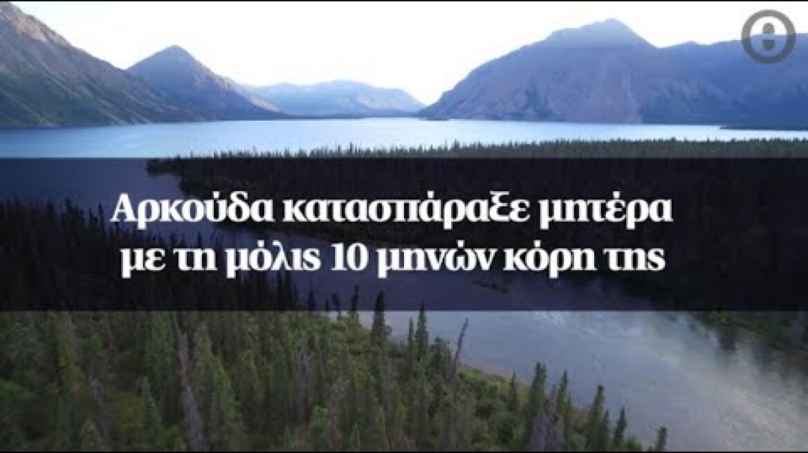 Αρκούδα κατασπάραξε μητέρα με τη μόλις 10 μηνών κόρη της