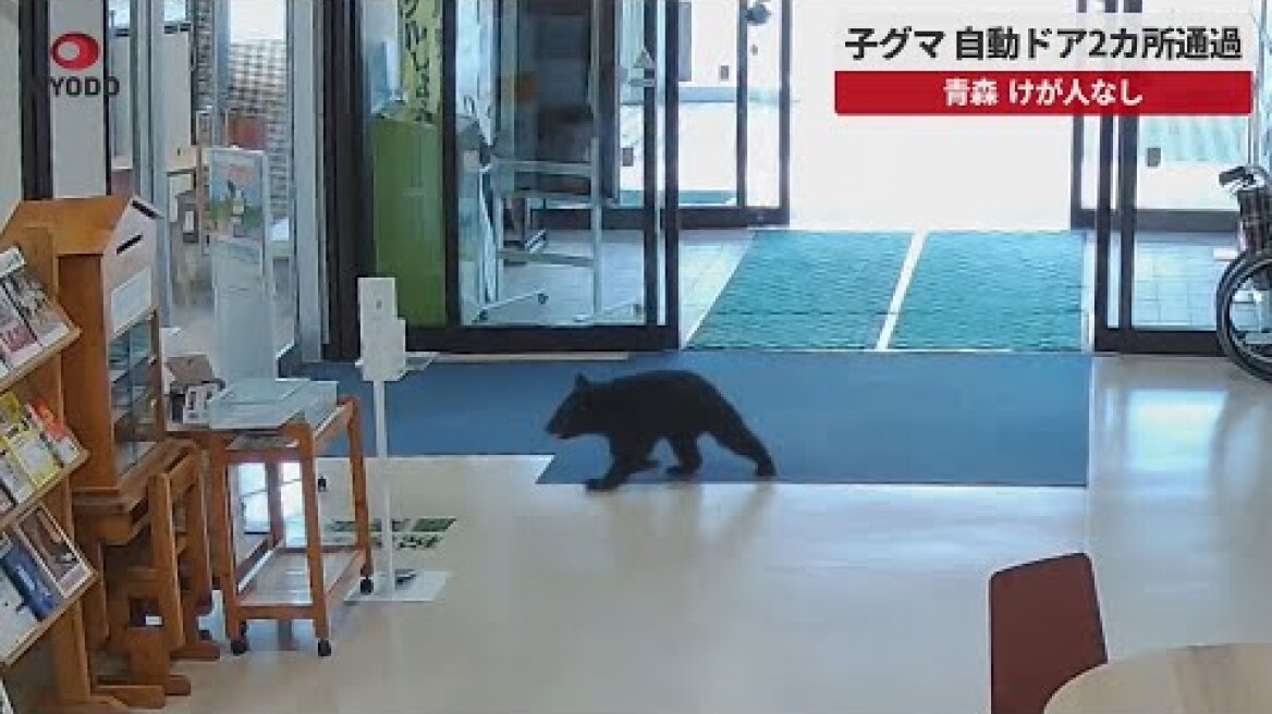 【速報】子グマ自動ドア2カ所通過   青森、けが人なし