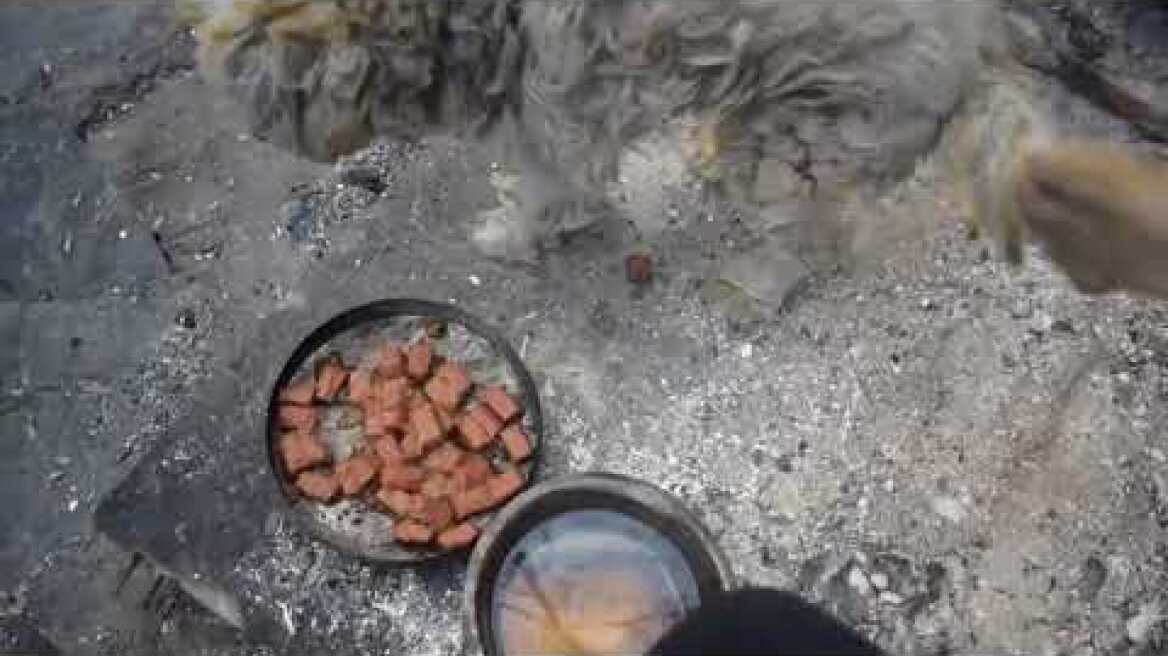 Βρήκαν σκύλο ζωντανό σε καμένο σπίτι στο  Μάτι Αττικής 26-7-2018