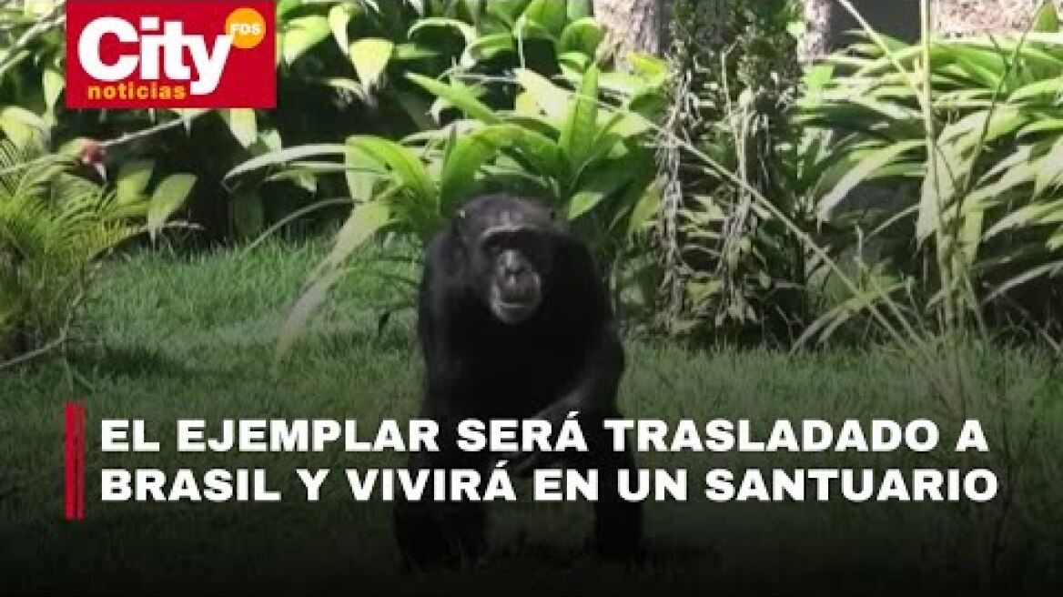 Yoko, el último chimpancé en cautiverio en Colombia será libre | CityTv