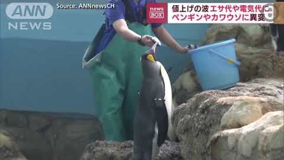 Πιγκουίνοι σε ενυδρείο «σνομπάρουν» τη φθηνότερη τροφή που τους δίνουν λόγω πληθωρισμού