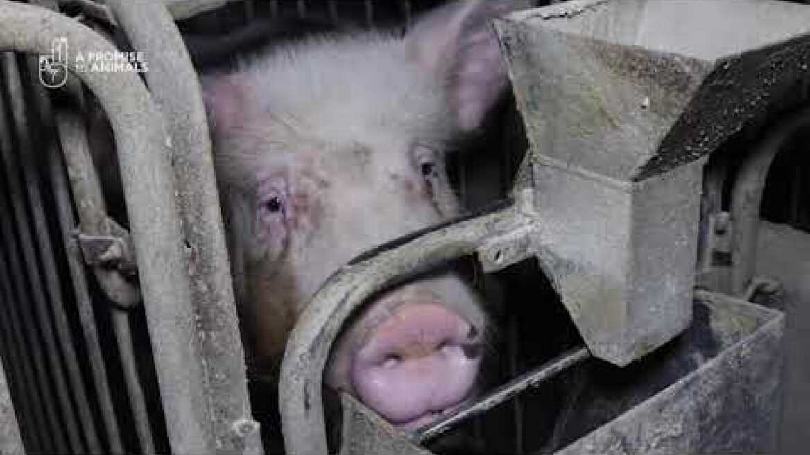 Έρευνα της ΑΡΑ σε ελληνικά χοιροτροφεία (long version)