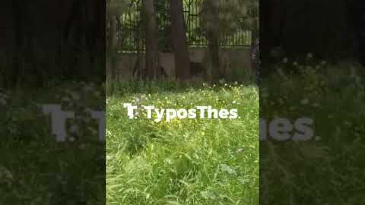 Θεσσαλονίκη: Αγριογούρουνα έφτασαν μέχρι την Καλαμαριά