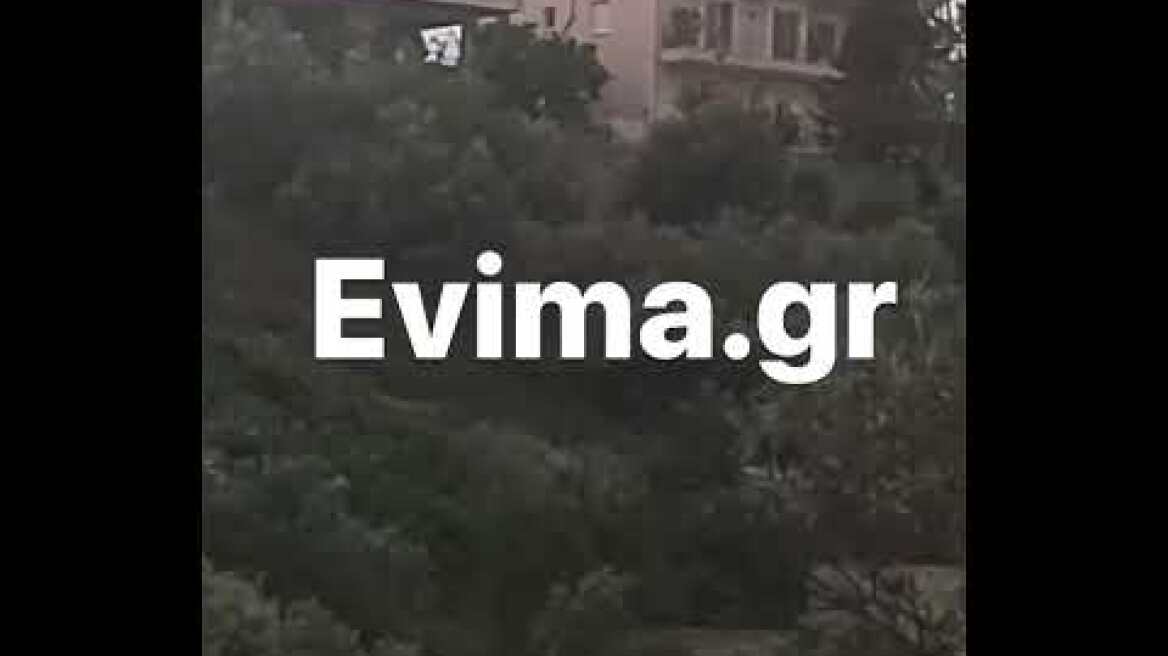 Αγριογούρουνα στη Χαλκίδα