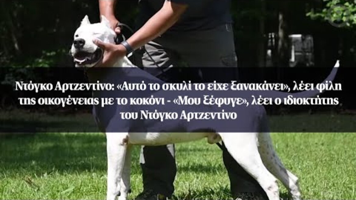 Ντόγκο Αρτζεντίνο: «Αυτό το σκυλί το είχε ξανακάνει», λέει φίλη της οικογένειας με το κοκόνι