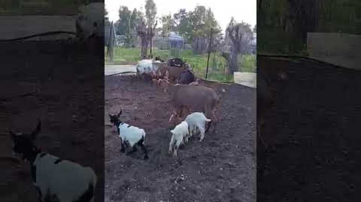 Εντόπισαν κοτέτσι και... στάνη στον 16ο όροφο πολυκατοικίας στους Αμπελόκηπους (2)