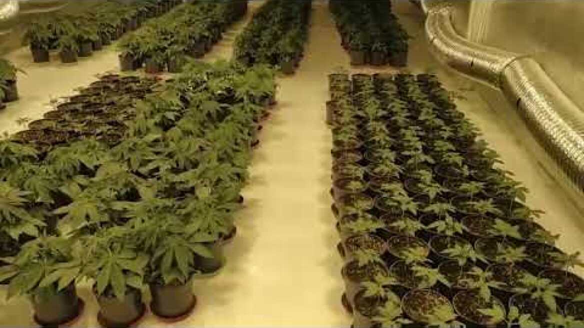 Εντοπισμός εργαστηρίου-φυτωρίου υδροπονικής καλλιέργειας δενδρυλλίων κάναβης στη Λυκόβρυση
