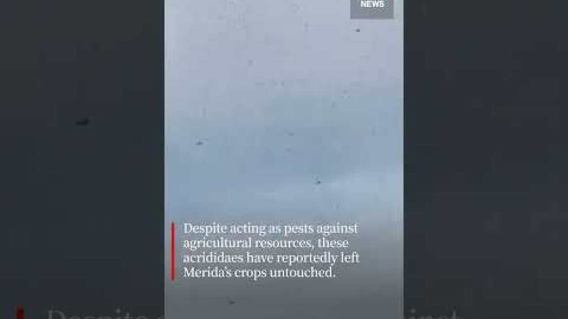 Swarm of locusts fill Mexico sky in rare occurrence 🦗