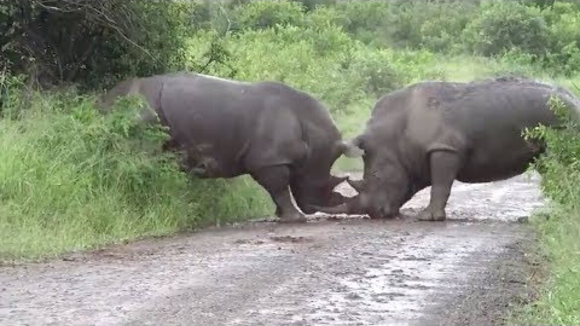 Rhino Spotted Fighting With Another Rhino