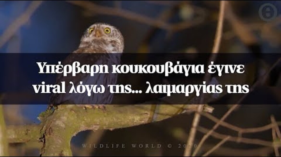 Υπέρβαρη κουκουβάγια έγινε viral λόγω της... λαιμαργίας της
