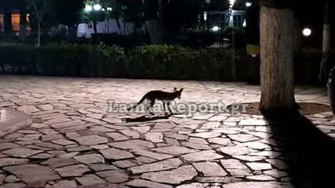 LamiaReport.gr: Βόλτα Παρασκευή βράδυ για αλεπουδάκι στον Άγιο Λουκά