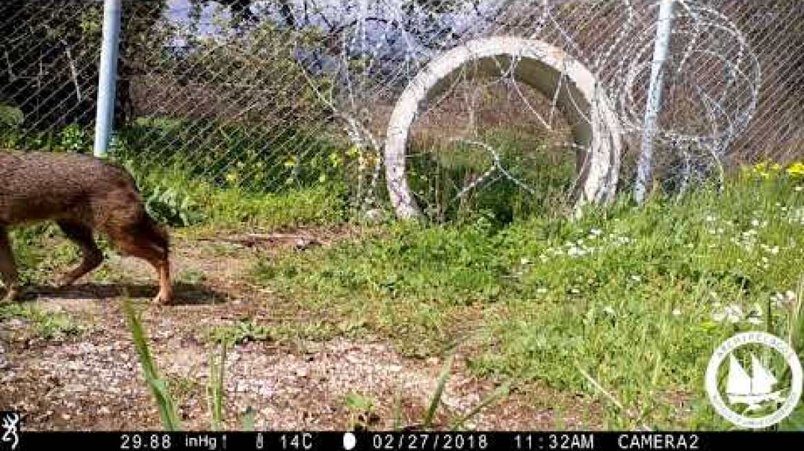 Καινοτόμος Διαχείριση του Χρυσού Τσακαλιού στο Αεροδρόμιο Σάμου