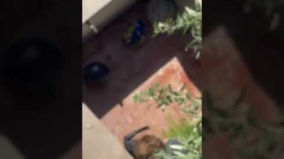 Ηλικιωμένη κακοποιεί ετοιμοθάνατη γάτα στην Νίκαια