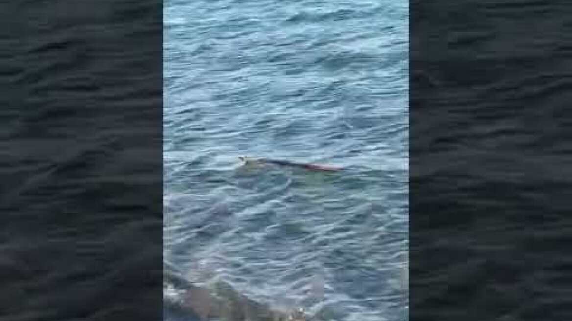 Φίδι κολυμπούσε σε παραλία της Εύβοιας