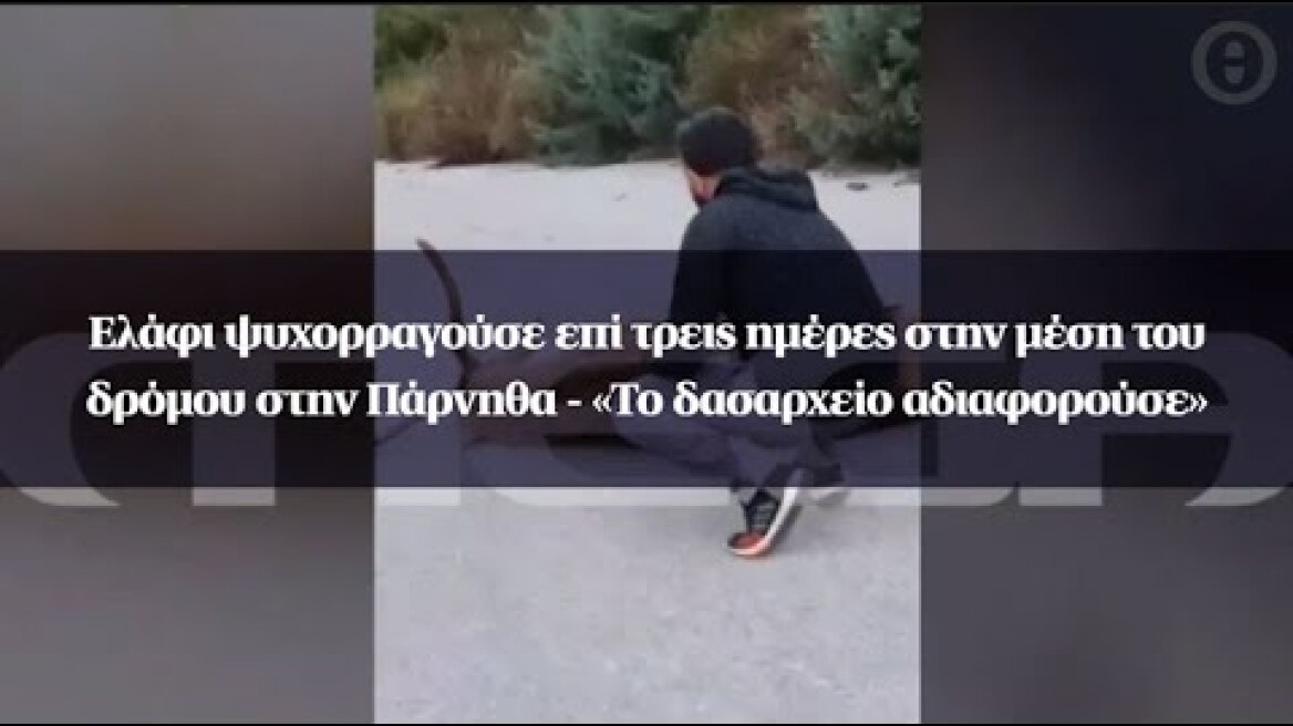 Ελάφι ψυχορραγούσε επί τρεις ημέρες στην μέση του δρόμου στην Πάρνηθα - «Το δασαρχείο αδιαφορούσε»