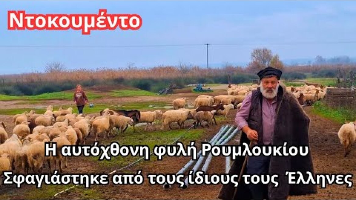 Τα ΤΕΛΕΥΤΑΙΑ πρόβατα ΡΟΥΜΛΟΥΚΙΟΥ μία μέρα πριν εκλείψουν