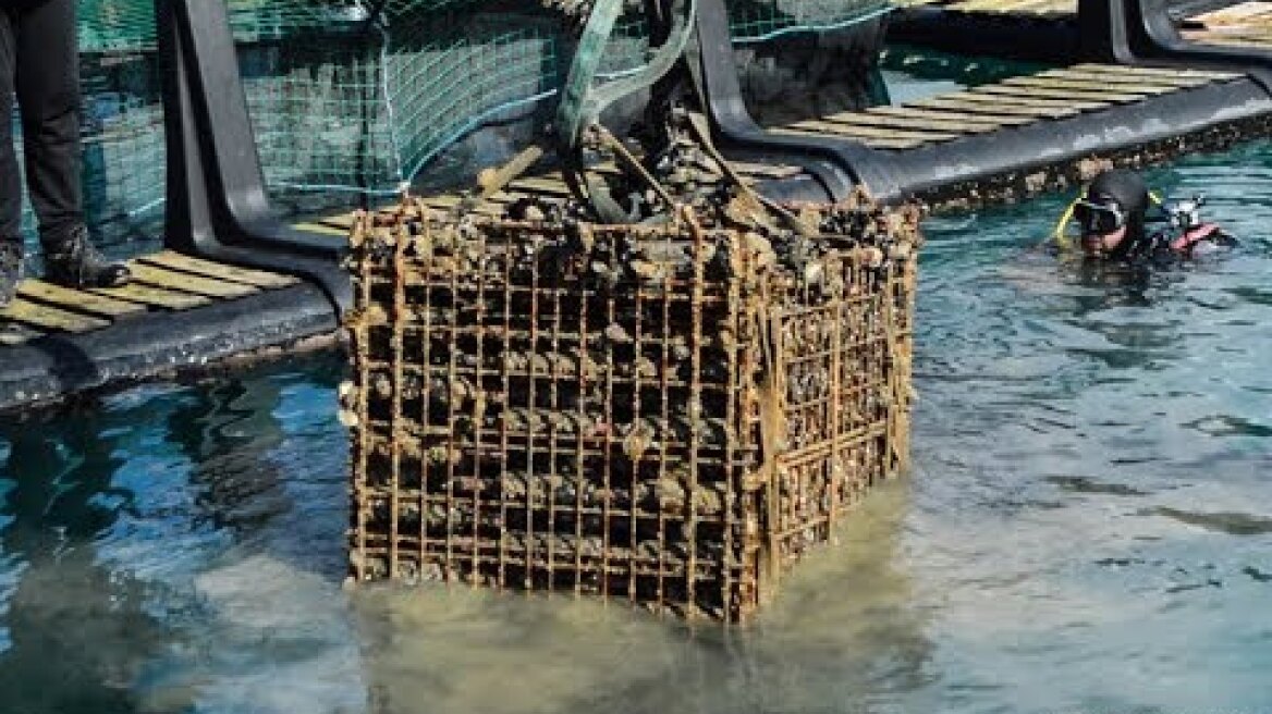 Βύθιση και Ανέλκυση κρασιού από το βυθό της Παλικής - Κεφαλονιά 07/03/2018