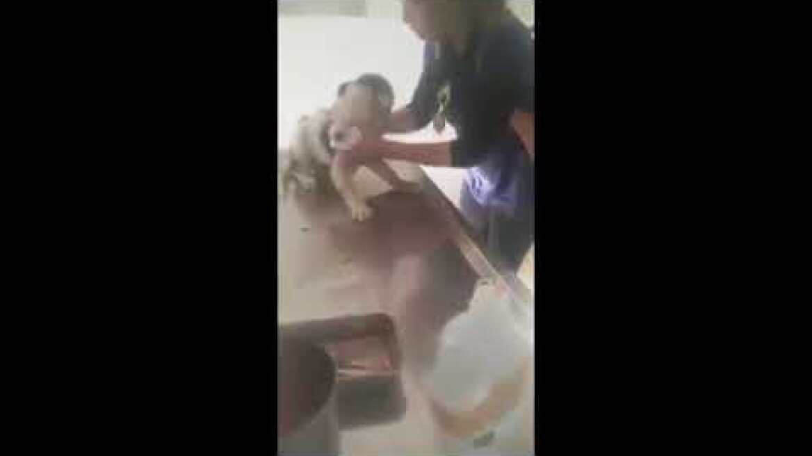 Σκύλος χτυπημένος στο κεφάλι με λοστό στο Συκούριο Λάρισας 8 -4 -2018