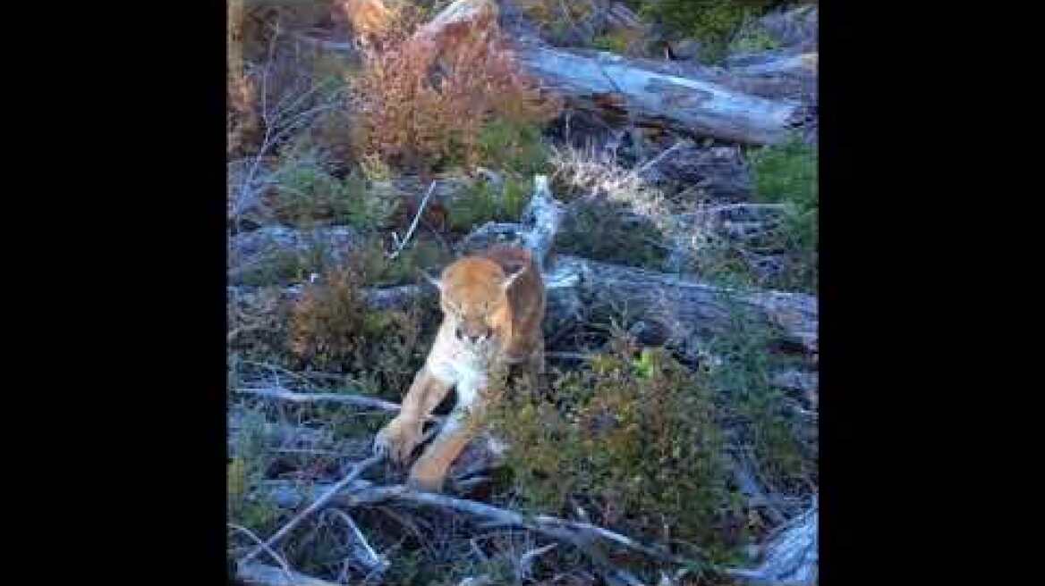 Cougar attack: cougar held off by loyal lab
