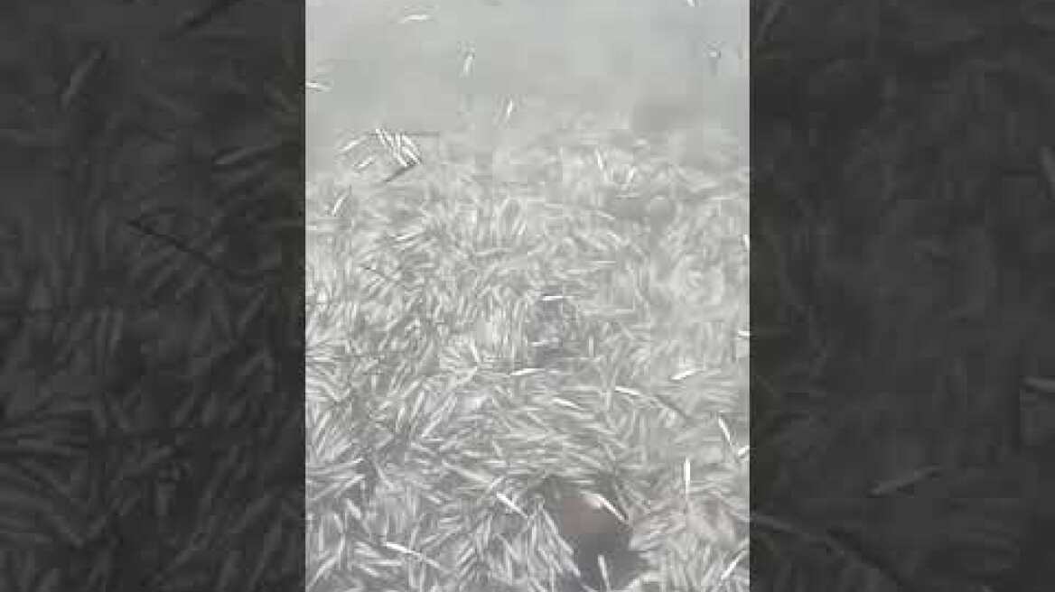 Νεκρά ψάρια στη λιμνοθάλασσα του Δρεπάνου στην Ηγουμενίτσα 2