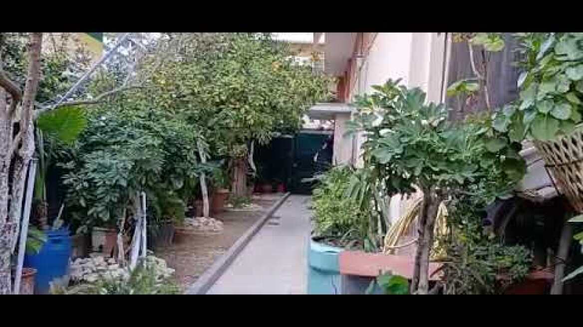 Κυπαρίσσης