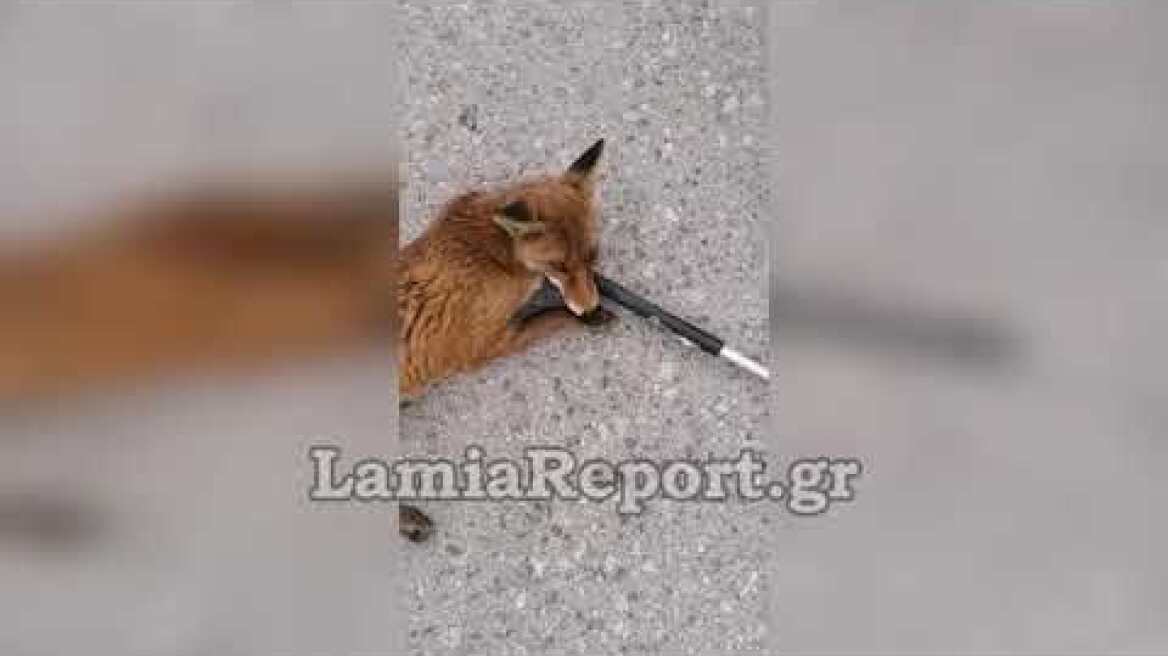 LamiaReport.gr: Περιπέτεια για τραυματισμένη αλεπού που ταξίδευε με το ΚΤΕΛ