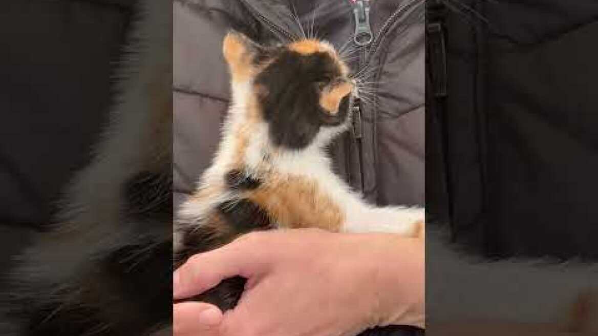 Η πρώτη αγκαλιά που σημαίνει πολλά:Η στιγμή που υιοθετούνται σκύλοι και γάτες στο Woof Festival 2026