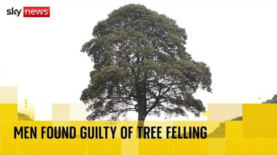 What happened to the Sycamore Gap tree that was cut down?