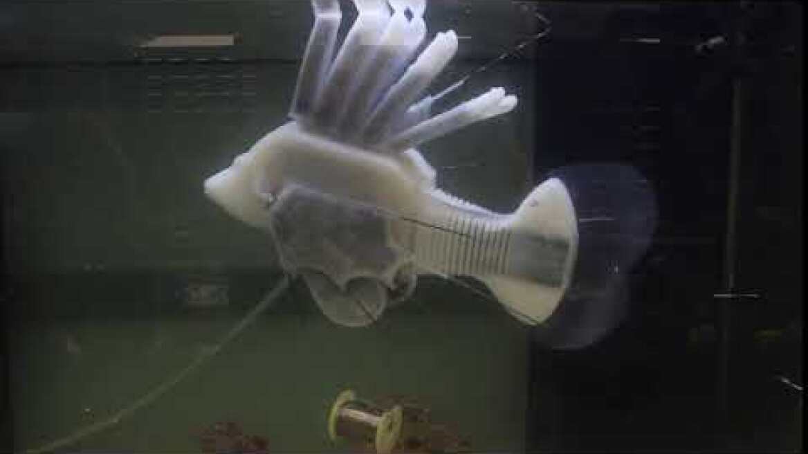 Soft robotic fish swimming
