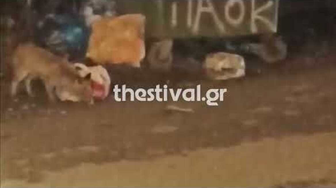 Thestival.gr Αλεπού βγήκε βόλτα στο Ρετζίκι