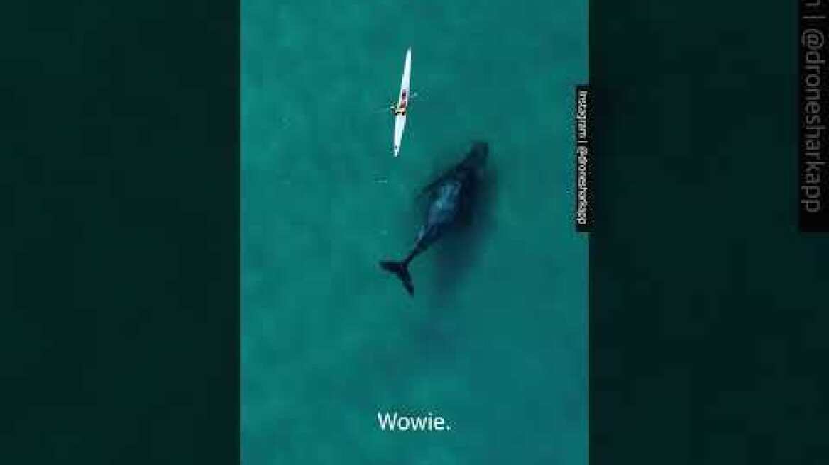 Whale swims alongside kayaker